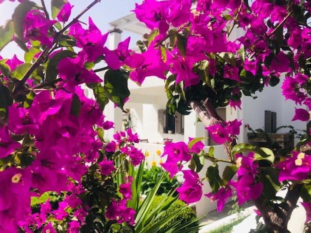 شقة La Bastide سكيروس المظهر الخارجي الصورة